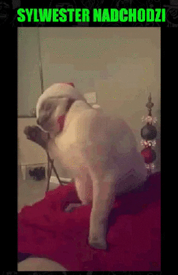 Biały kot sylwester nadchodzi